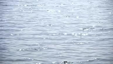 唯美 空镜 植物 阳光 湖水视频的预览图